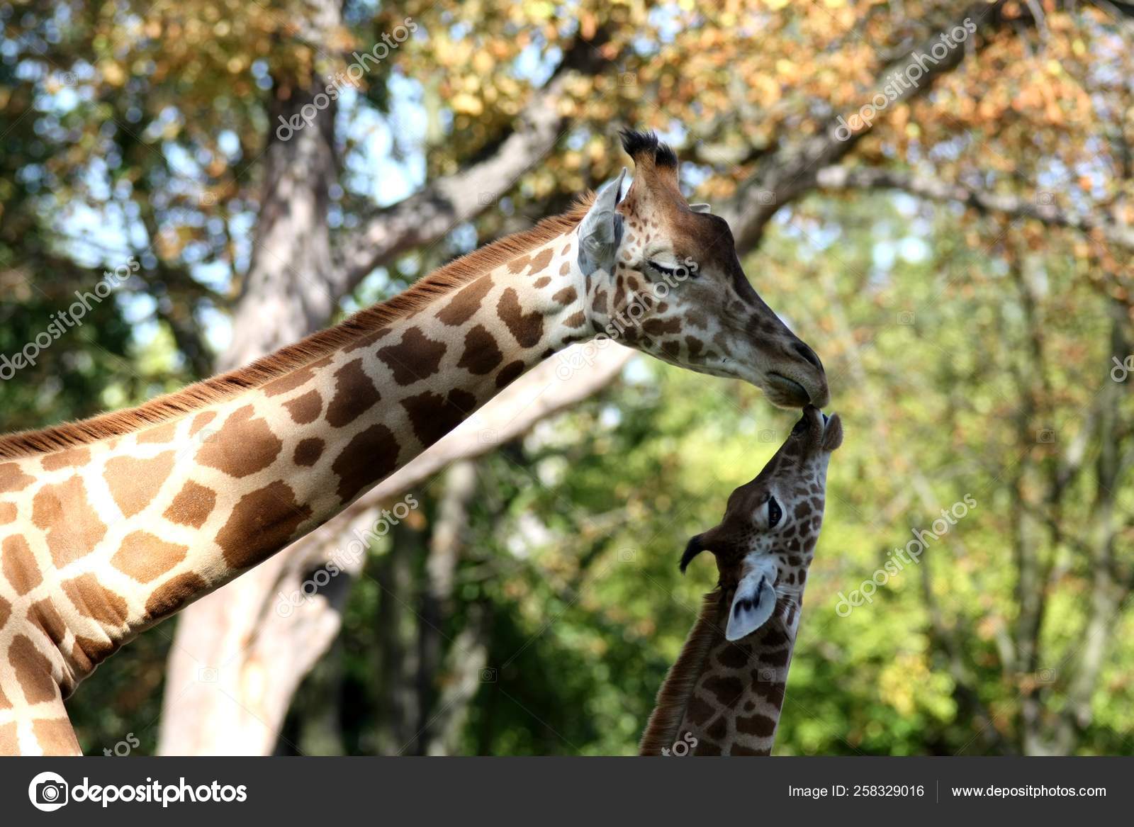 Mother Baby Giraffes Kiss — Stock Photo © YAYImages #258329016