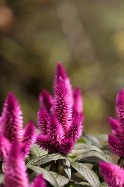 Purple pink flower of Celosia, also known as cockscomb or woolflowers, bloom in Africa, Mexico and even China as a perennial in gardens in summer. clipart