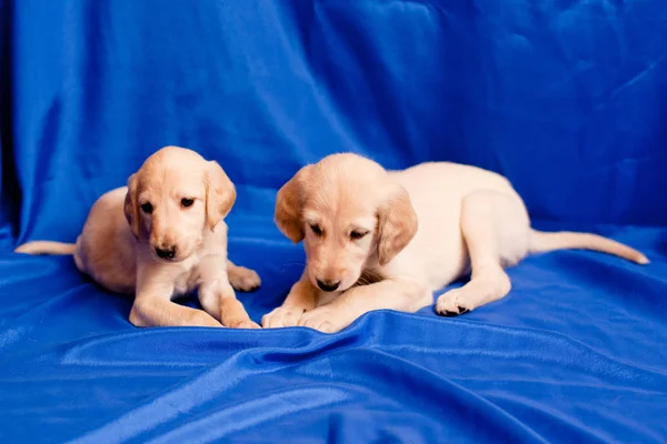 Två Vita Saluki Valpar Blå Bakgrund — Stockfoto