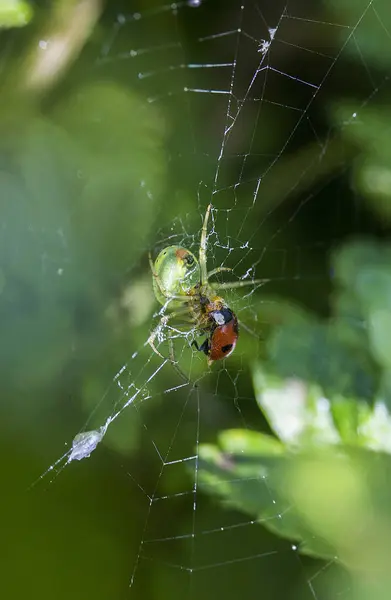 Araignée Dans Parc Web — Photo