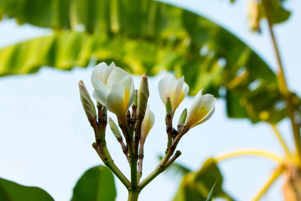 Beyaz Frangipani Tropikal Çiçeği Ağaçta Açan Plumeria Çiçeği Spa Çiçeği — Stok fotoğraf