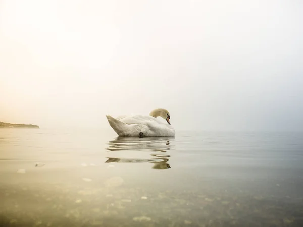 Labutí Jezeře Lake Maggiore Ispra Varese Lombardie Itálie — Stock fotografie