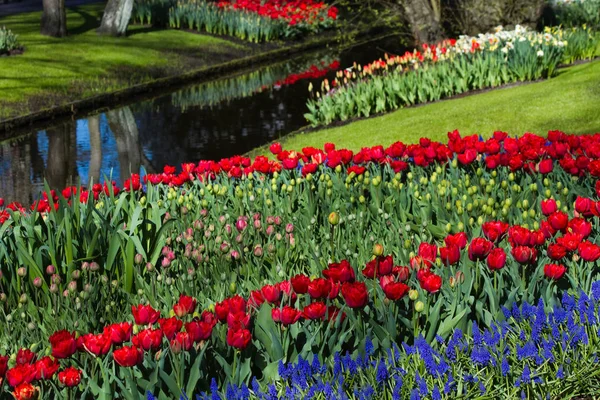 Разноцветный Тюльпан Отражение Воде Весеннем Саду — стоковое фото