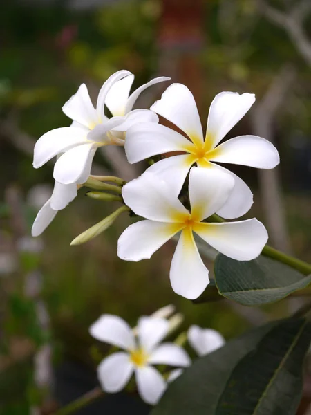 White Frangipani Flowers Close — Stock Photo, Image