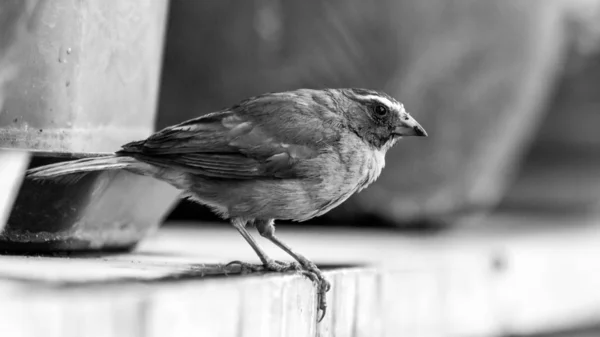 Kleine Vogel Staande Dicht Bij Rand Van Een Richel — Stockfoto