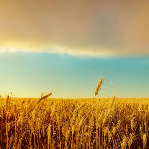 Pôr Sol Sobre Campo Com Golden Harvest Foco Suave — Fotografia de Stock