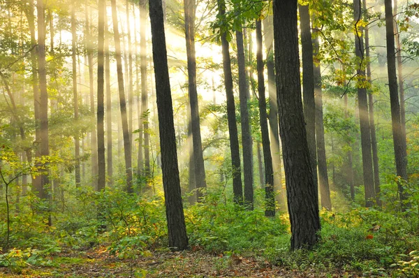 Волшебный Осенний Лес Природа — стоковое фото