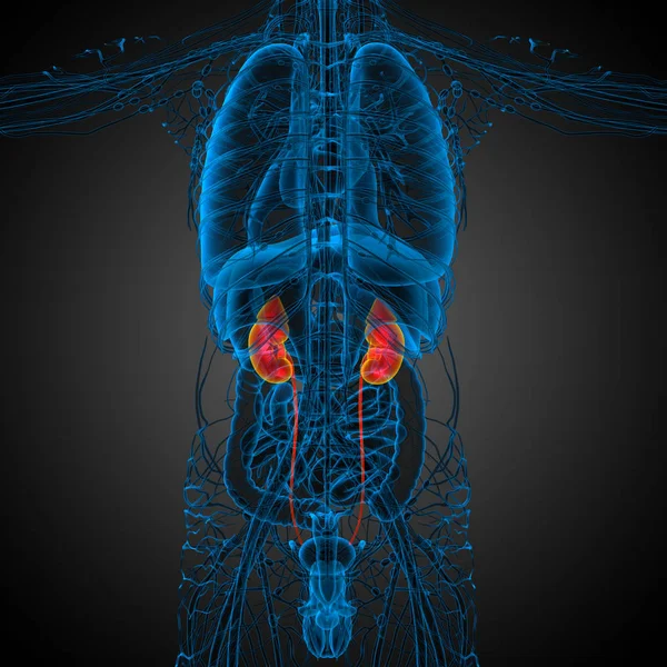 Göra Medicinsk Illustration Mänskliga Njure Bakifrån — Stockfoto