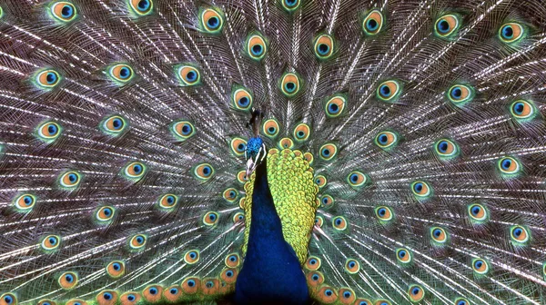 孔雀肖像 鸟与五颜六色的羽毛 — 图库照片