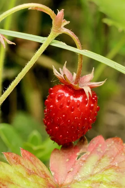 Wild Strawberry Summer Forest Closeup — 스톡 사진