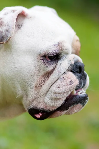 Außenporträt Einer Englischen Bulldogge — Stockfoto