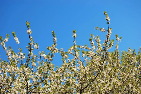 Beautiful Blossoming Cherry Tree Springtime — Stock Photo, Image