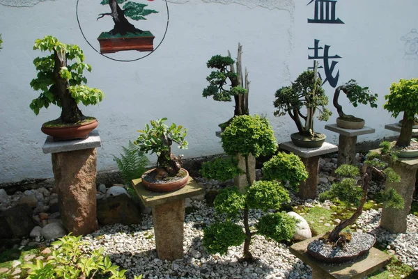 Bonsai Ağaçları Natürmort Huzurlu Bir Japon Bahçesinde Minyatürler — Stok fotoğraf