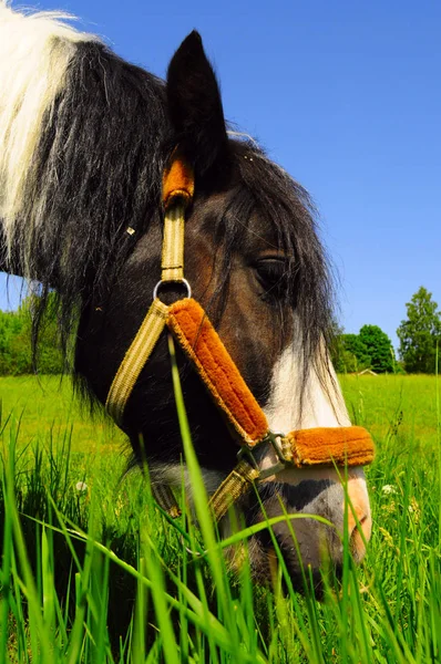 Černý Bílý Kůň Pasoucí Poli — Stock fotografie