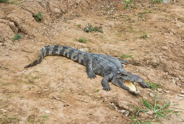 옆에서 악어의 햇빛과 — 스톡 사진