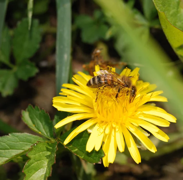 Včela Sběru Pylu Krymský Poloostrov Východní Evropa — Stock fotografie