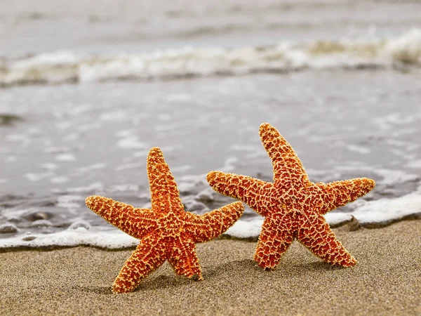 Dos Estrellas Mar Color Naranja Costa Con Olas Fondo — Foto de Stock