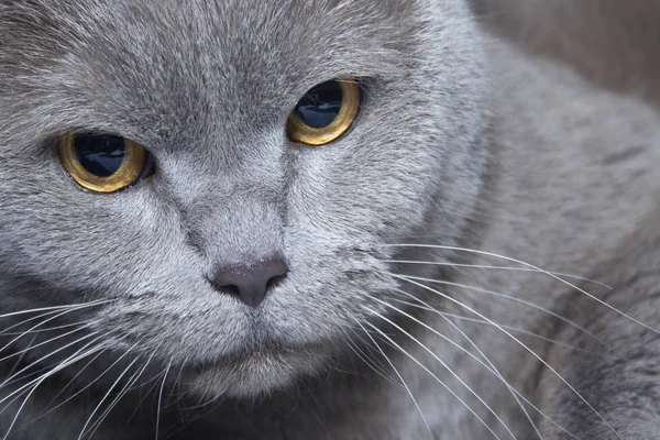 Fullblods Och Fluffigt Katt Animal Gray Han Bor Huset — Stockfoto