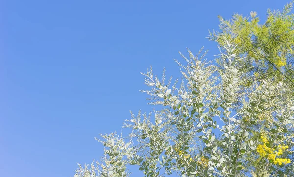 Австралийские Деревья Golden Wattle Queensland Silver Wattle Заднем Плане Голубым — стоковое фото