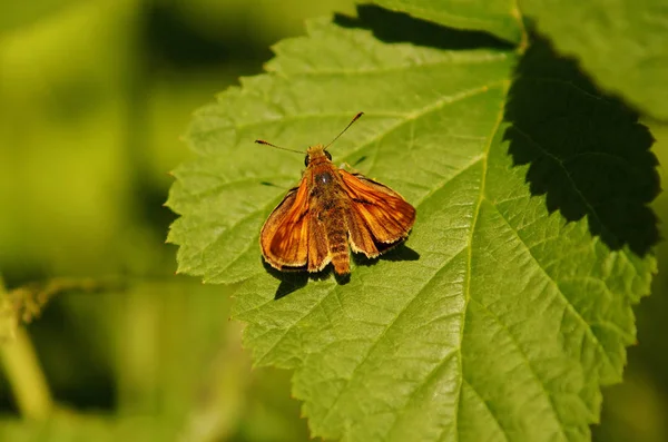 Welcomed to my photograph of a Small Skipper. Thanks for viewing.
