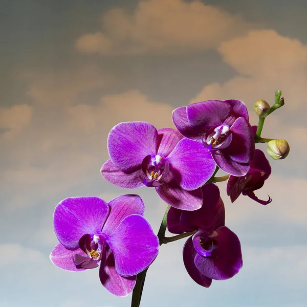 Ramo Flores Rosa Roxas Brilhantes Das Orquídeas Com Botões Amarelos — Fotografia de Stock