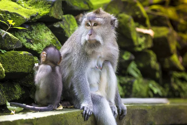 Hosszú Farkú Makákó Vele Csecsemő Szent Monkey Forest Ubud Bali — Stock Fotó