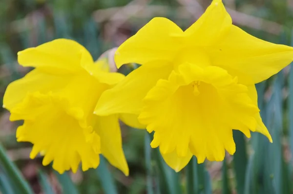 Imagen Cerca Dos Flores Narciso Amarillo —  Fotos de Stock