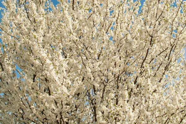 Flores Primavera Árbol — Foto de Stock