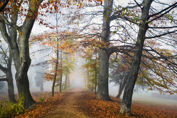 Туман Восени Шлях Туманом Холодний Листопадовий День — стокове фото