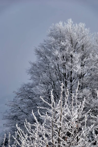 Ramas Cubiertas Nieve Abeto Invierno Las Montañas Beskidy Polonia — Foto de Stock