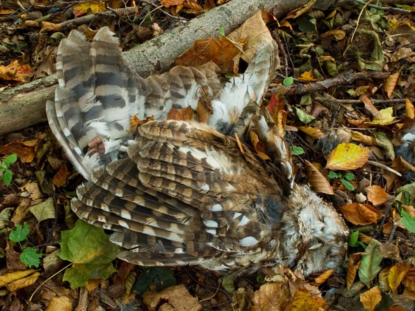 Coruja Tawny Morta Chão Floresta Causa Morte Desconhecida — Fotografia de Stock