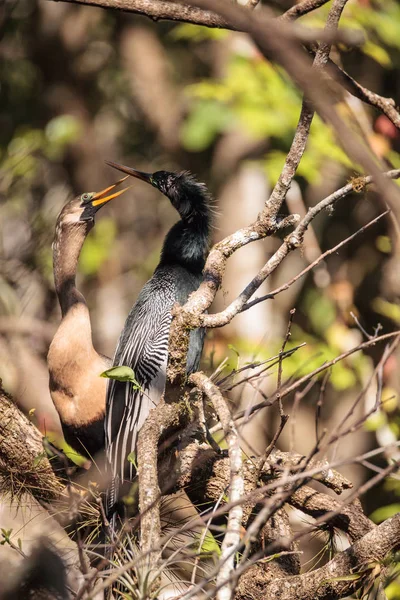 求愛アカトキ鳥と呼ばれるアンヒンガ アンヒンガ Snakebird ナポリ フロリダ州のコーク スクリュー スワンプ自然保護区 — ストック写真