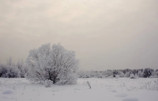 Ensam Buske Frost Vintern — Stockfoto