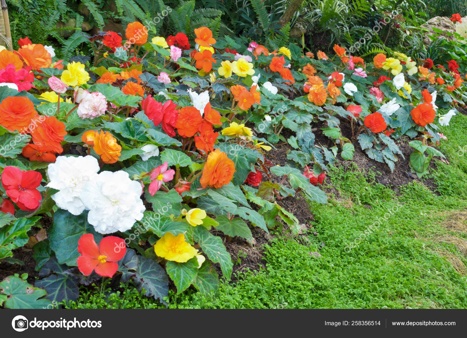 Begonia tuberosa fotos de stock, imágenes de Begonia tuberosa sin royalties  | Depositphotos