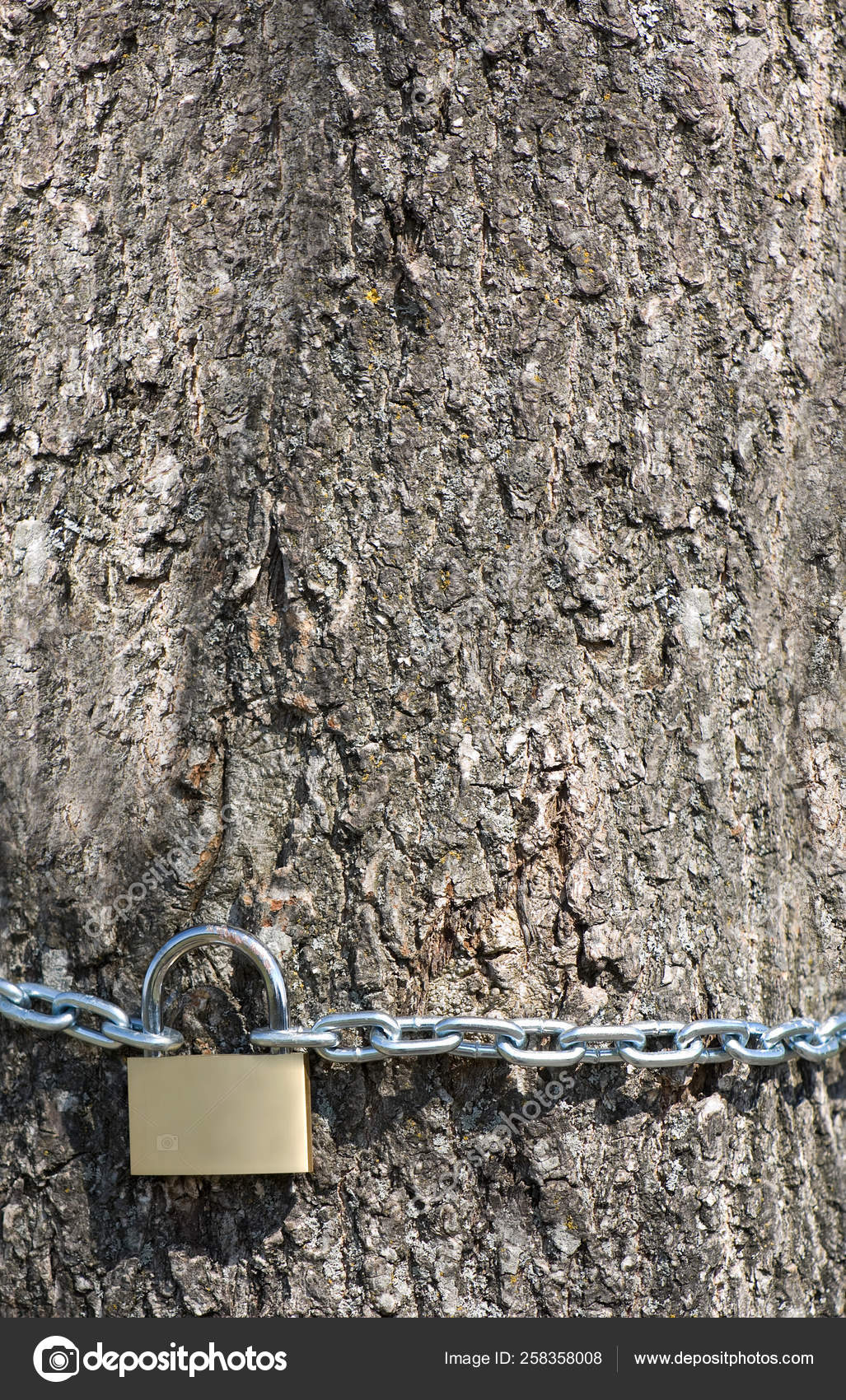 Brass Padlock Steel Chain Tree Stock Photo Image By C Yayimages 258358008