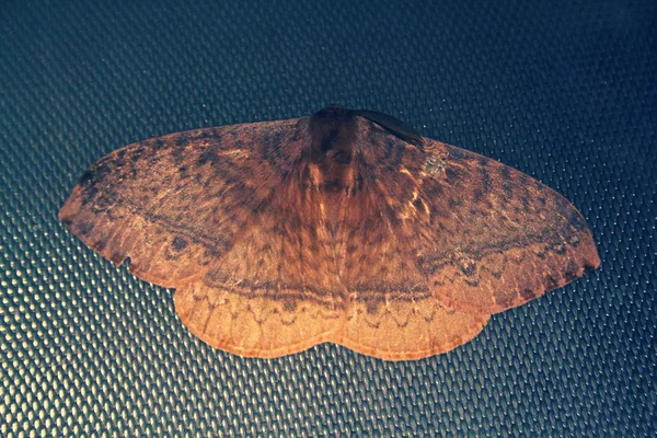 Operoftera Brumata Moth Selektivní Zaměření — Stock fotografie