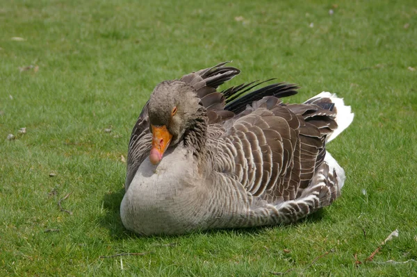 Grayleg Goose Sleeping Public Gardens — Stock Photo, Image