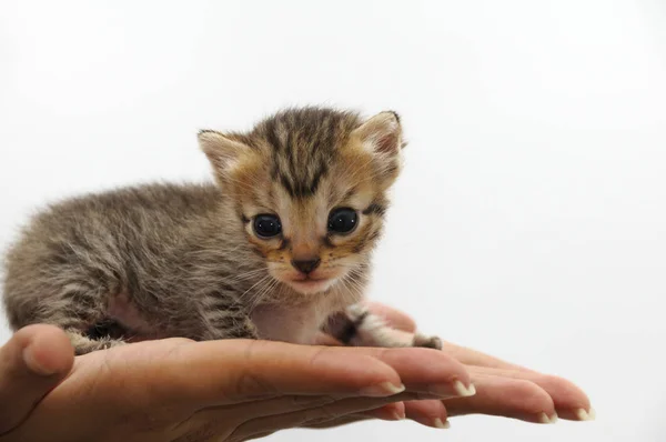 Isolerade Händer Som Håller Små Bengaliska Kattdjur Djurskydd Tema — Stockfoto