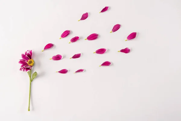 Half Beautiful Pink Flower Petals Light Background Spring Concept — Stock Photo, Image