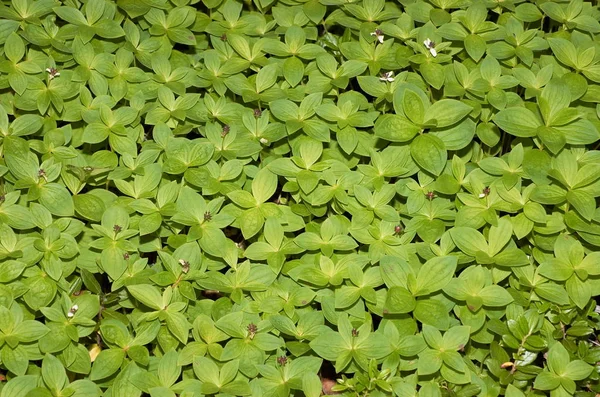 Textuur Die Een Laag Van Kleine Blad Planten Weergeeft — Stockfoto