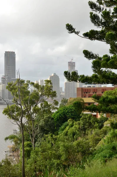 Green trees on the south bank of the Brisbane River is the primary focus. In the background is Brisbane city\'s buildings on the northern bank of the Brisbane River