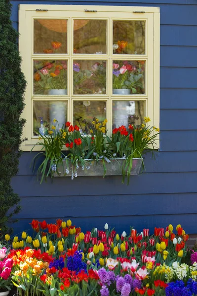 Venster Blauwe Muur Met Kleurrijke Bloemen Het Voorjaar — Stockfoto