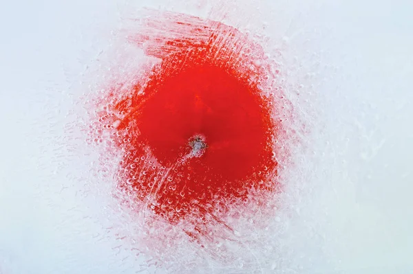 番茄冷冻在冰块中 在白色背景上隔离 — 图库照片