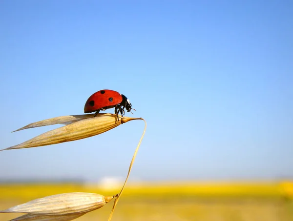 Ladybug Förbereder Sig För Flygning — Stockfoto