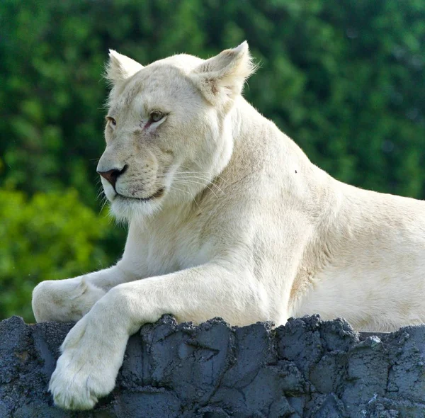 Image Drôle Lion Blanc Essayant Pas Dormir — Photo