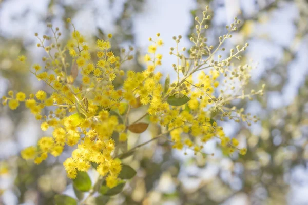 Morning Australia Bush Sunlight Australian Golden Yellow Wattle Tree Blossoms — Stock Photo, Image