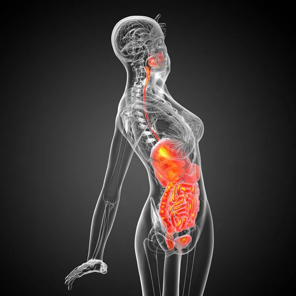 Hacer Ilustración Médica Del Sistema Digestivo Humano Vista Lateral — Foto de Stock