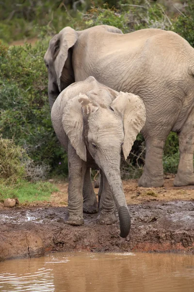 Bebé Elefante Saciando Sed Pozo Agua —  Fotos de Stock