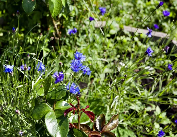 Flores Milho Azul Florescendo Fundo Verde Brilhante Luz Solar — Fotografia de Stock