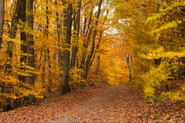 Pequeño Sendero Otoño Dorado Bosque Caducifolio —  Fotos de Stock